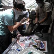 Volunteers learn about wildlife medicine. 