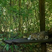 Sarah Gao's beautiful photography shows us an ocelot in care. 