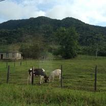 Cows in a field in Placencia, Belize