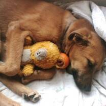 Milk the dog with his teddy bear