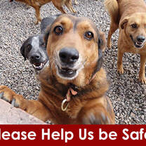 Some of the many rescued dogs