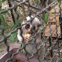 A slow loris.