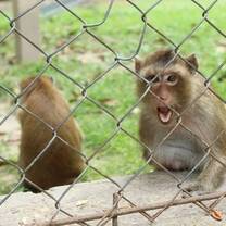 Sarah Gao shows the rehabilitation of primates