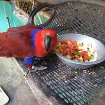 Sarah Gao shows the rehabilitation of Thai birds.