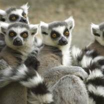 Madagascar offers one of the most unique ecosystems in the world.