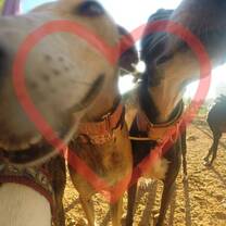 Galgo Love