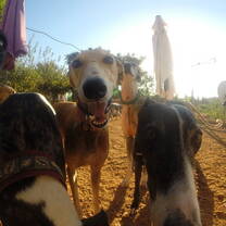 The galgos give kisses for some breakfast.