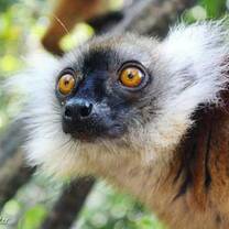 Madagascar Volunteer - Black Lemur