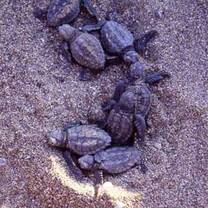 Caretta caretta hatchlings