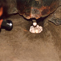 Sea turtle eggs