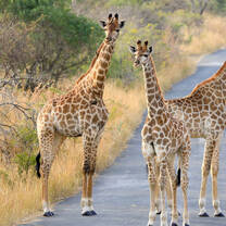 Walk with African Wildlife