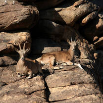 Ibex in the wild 