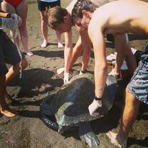 Volunteers tag a sea turtle before she is released.