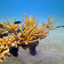 coral farming, coral nursery, marine conservation, scuba diving, cambodia