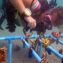 scuba diving cambodia, marine conservation, coral nursery, coral frame