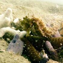 seahorse, survey, marine, conservation, cambodia, scuba, diving, volunteer