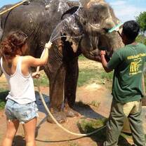Volunteers help to wash an elephant at the elephant sanctuary in Thailand