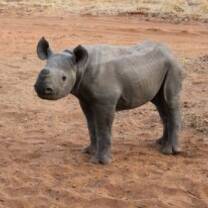 Black Rhino Calf