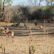 Wildlife at Nakavango