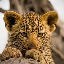 Young Cub
