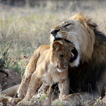 Lions! Father and son