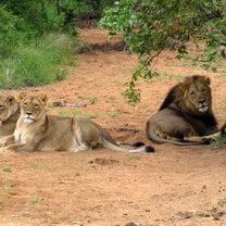 Male and female lions!