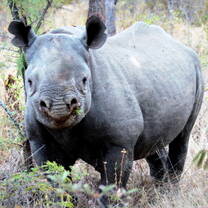 Black rhino monitoring programme