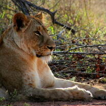 Mfuti - female lioness - LEO Africa, lion monitoring and conservation