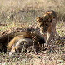 Lion and Black Rhino volunteer monitoring project - LEO Africa