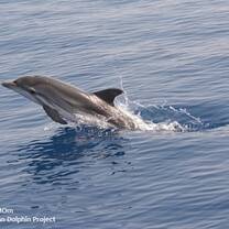 Striped dolphin