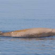 Cuvier's beaked whale