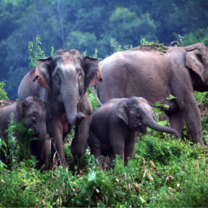 Asian Elephants in Xishuangbanna, Yunnan, courtesy to IFAW China