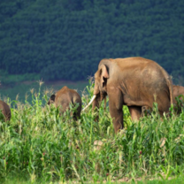 Asian Elephants in the cornfield, human-elephant conflict 