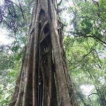 Unique scenic of tropical forest in Xishuangbanna 