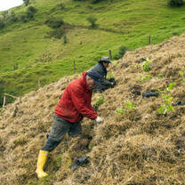 Eco-volunteers plant native forage trees in the southern Ecuadorian Andes.