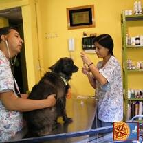 Giving a rescue dog a check up. 
