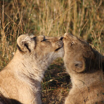 Hands on Lion Rehabilitation with African Impact in Zambia Hands on Lion Rehabilitation with African Impact in Zambia