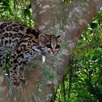 Sasha the Margay
