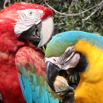 Macaws at La Senda Verde