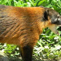 A friendly coati at La Senda Verde