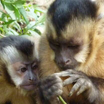 Capuchin monkeys at La Senda Verde