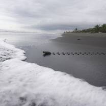 sea turtle crawling toward ocean on beach