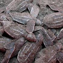 baby turtles hatching in sand