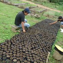 Volunteering in the three nursery in the Amazon Forest in Ecuador