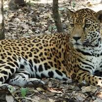 Jaguar awaiting release after medical care.