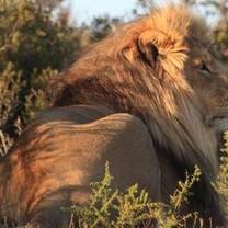 One of the lions on the game reserve.