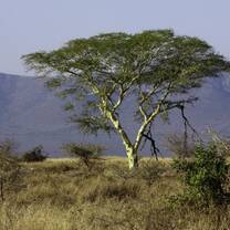 Acacia Xanthophloea in South Africa