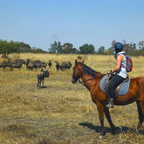 Horse riding and wildlife conservation