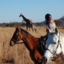 Horse riding game counts