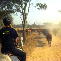 Horse riding and cattle ranching
